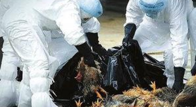 2016年h5n6禽流感再次横行 深圳首例h5n6禽流感病例死亡