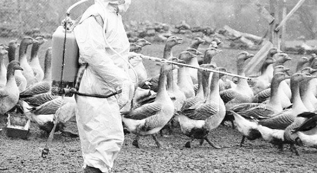 h7n9禽流感早期症状早知晓 尽早预防早点好