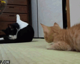̫ţ���ˣ������� ��Ц��������
