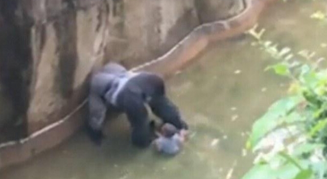 美3岁男童爬进动物园围栏 为避伤害260斤大猩猩被射杀