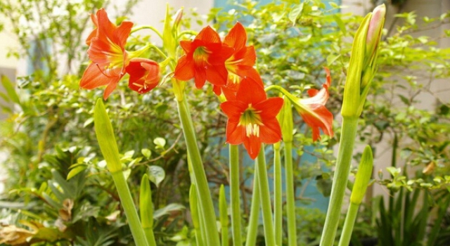 教师节送什么鲜花好 2016教师节礼物推荐