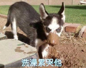 ��һ���� �Ǿ�������ֻ��ʿ��� �����ټ�һֻ