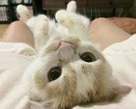 �ɰ�è��ͼƬ �ȷ�С�����