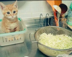 ����Ц����ϵ�С�����������ζƮ��ʱ ����һЩС��������
