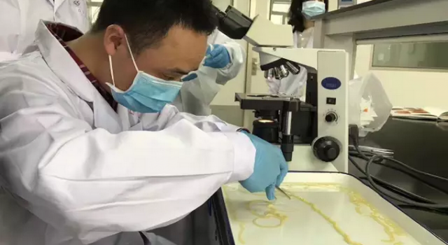 吃牛排吃出五米虫子 五分熟的牛排你还敢吃吗?