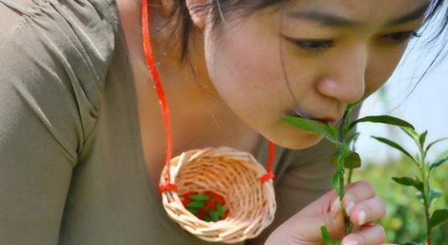 如此招聘 采茶女胸围必须C罩以上称因为艺术