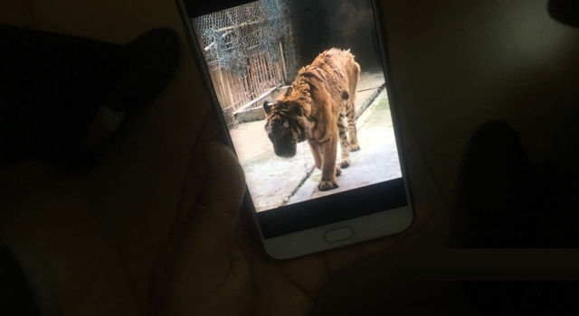桂林发生老虎伤人事件 被咬死的饲养员当时正清理虎笼