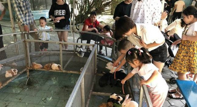 没人提醒兔子咬人 兔子咬了男童到底是谁的错?