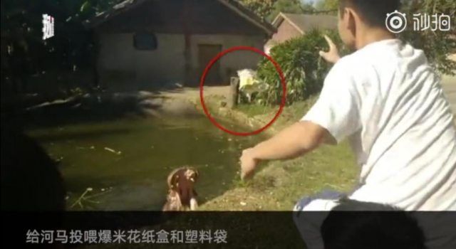 游客给河马为塑料袋 中国人民的素质的该提高了!