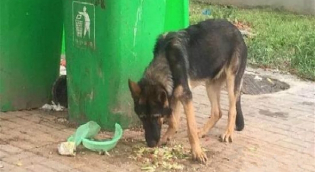 警犬被盗事件通报 事件相关派出所所长已被停职