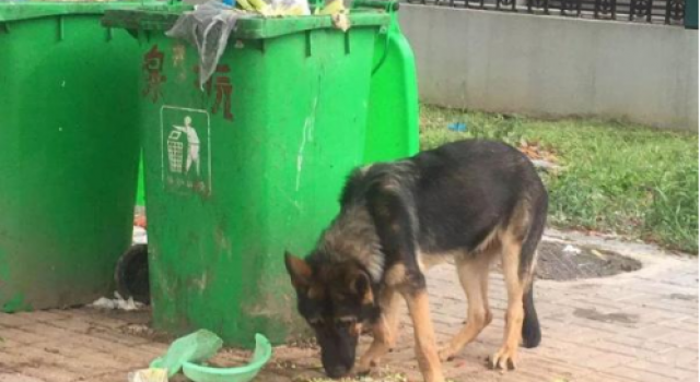 警犬被盗事件通报 二次被盗疑是警方“钓鱼执法”