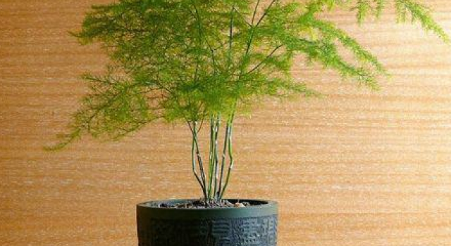 哪几种植物适合在家里种养?这五种你知道么
