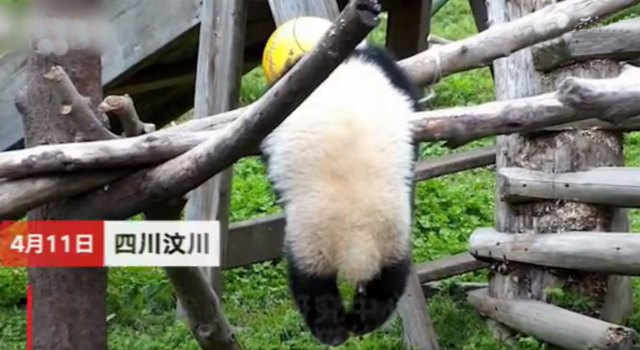 熊猫禄禄仔凌晨直播画面 7小时监控无人查看 形同虚设