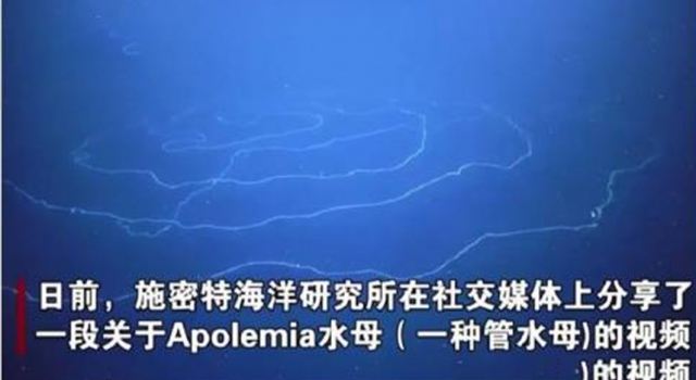 澳大利亚深海拍到47米长管状水母 网友:不会打结吗?