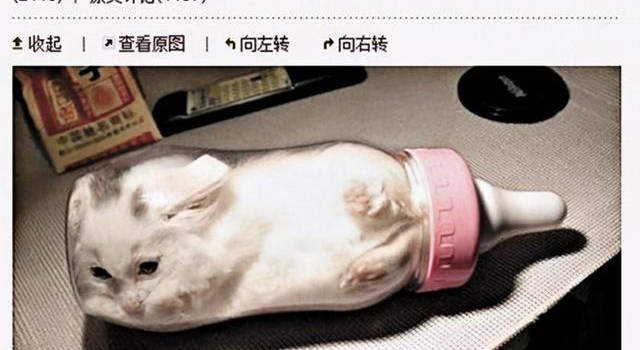 把小猫塞进婴儿奶瓶,唐贝诗拍照炫耀!郑裕玲:无脑
