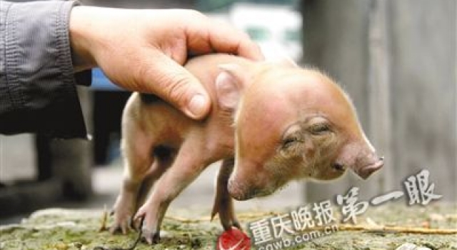 重庆城口惊现“双头猪崽” 因头太重无法站立