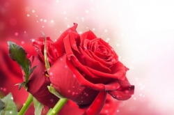 ʺŮѵ˽ʻƼ İϴĻ