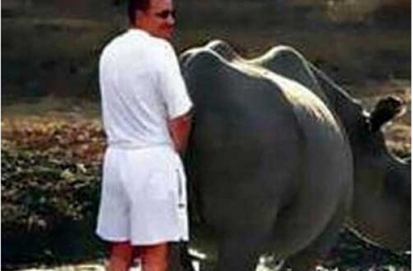 人畜乱搞：菲律宾男子强奸母牛怀孕 还曾强暴其他牲畜