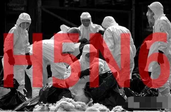 如何预防h5n6禽流感？ 冬春交替禽流感风险加大