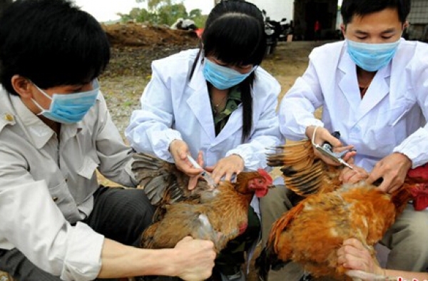 2016年h7n9禽流感最新消息 1-2月份为高发期要注意