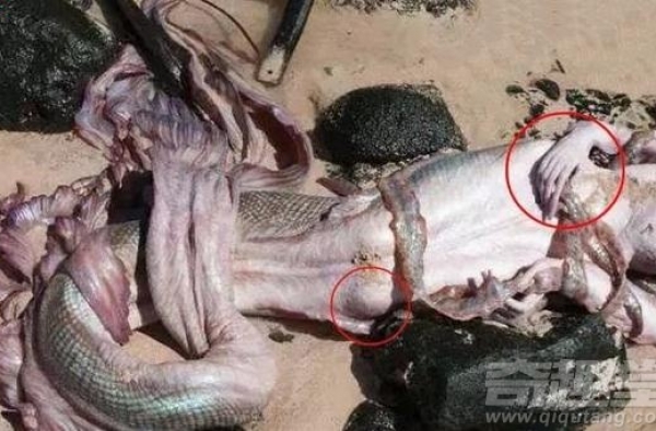 世界上有美人鱼吗？ 探索美人鱼的神秘真相