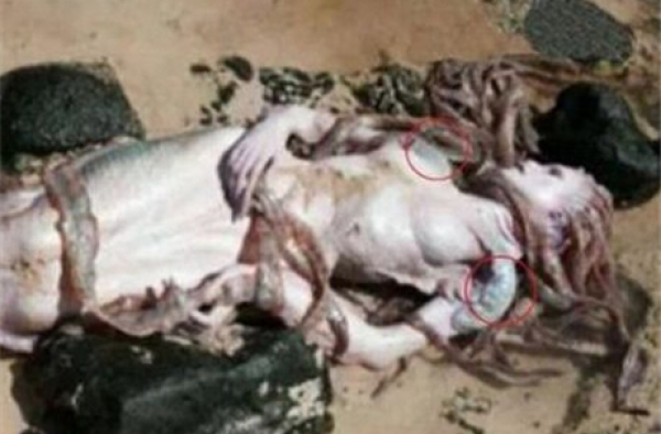 不为人知的美人鱼传说：下半身是披着鳞片的漂亮鱼尾