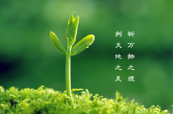 2016年植树节活动方案：为创建绿色生活添助力