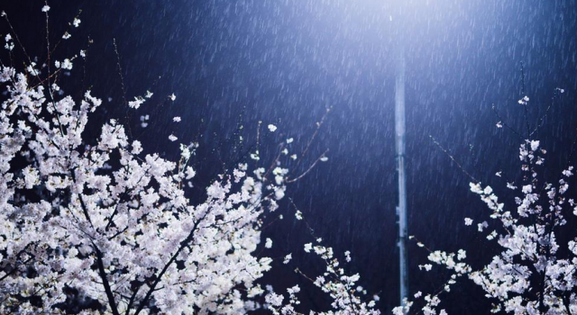 《印象》第279期:三月人间芳菲雪 武大现真正樱吹雪美哭