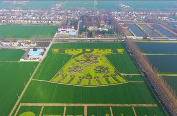 太牛逼!南京农民油菜地种出“龙袍”图 双龙戏珠震撼