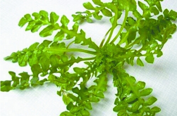 春雨时节野菜出没 让春夏吃出健康的4种野菜