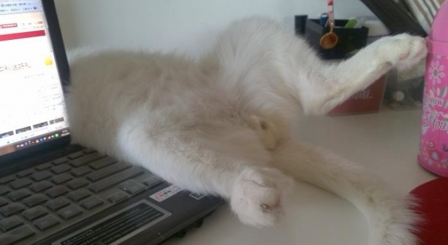 这些猫咪我们统称为二货猫咪