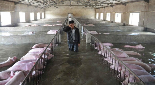 悲!6000余头活猪遇洪灾不能转移 饲养员挥泪抚摸诀别