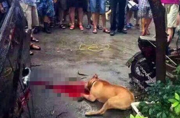 湖北比特犬发情将主人扑倒撕咬 被警方三枪击毙