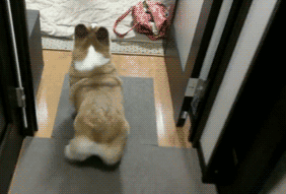 ЦGIF Һ˵Ķճ