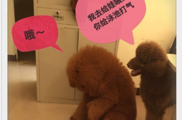 虎娃是个老婆奴 我们都是专一的美汪