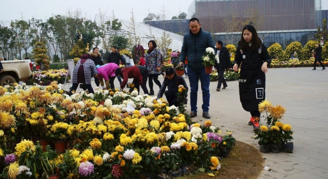 湖北宜昌大型菊花展谢幕 市民可免费领取菊花