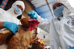 H5N8вͻϮ 20ֻȾҰѼɱ