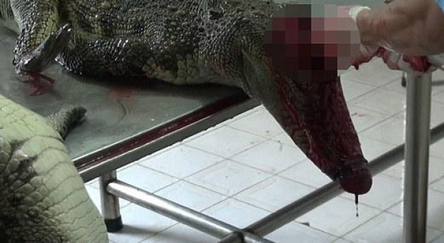 血腥！农场工人活剥鳄鱼皮 之后还能活5个小时才死