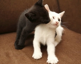 һȺ������Сè�������� �����ҿ�������