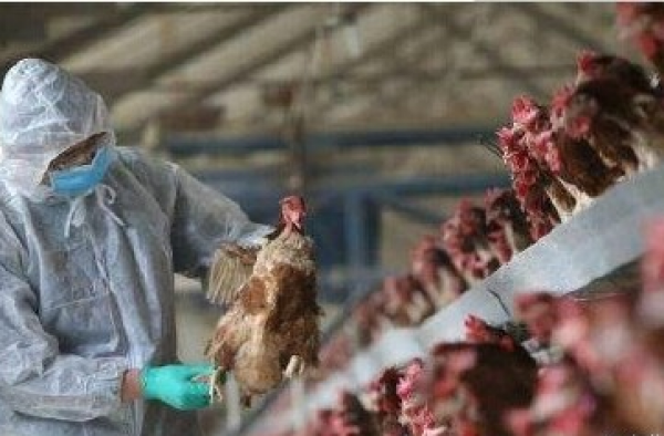 广东H7N9感染者中惊现病毒变异株 大家都慌了