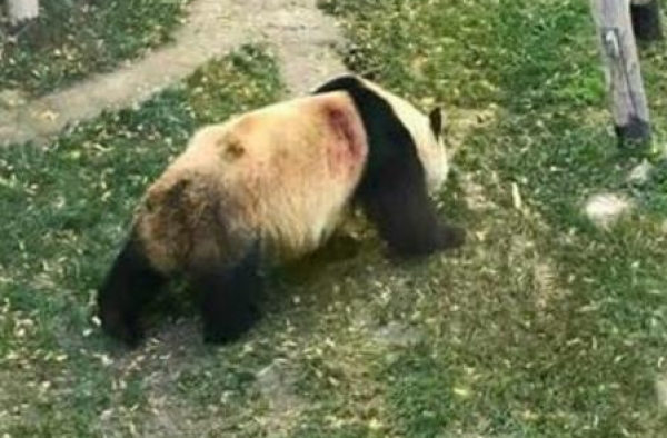 遭受虐待？大熊猫“蜀兰”9个月内竟暴瘦60斤
