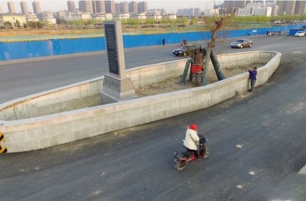 道路最牛钉子树：立于城市主干道 车辆行人为其让路