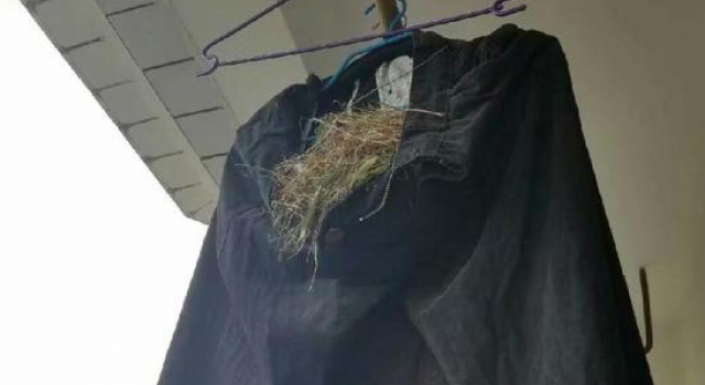 懒癌患者  大学男生常年不收衣服鸟在衣服内筑巢