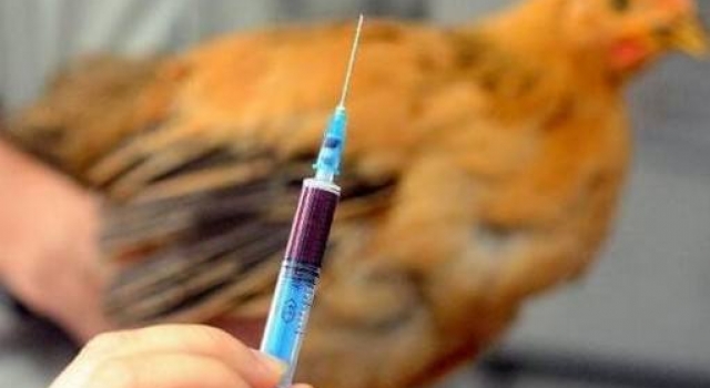 h7n9病毒变异株怎么回事？不要慌！陕西首例h7n9已出院