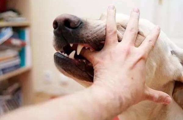 男子被牧羊犬袭击缝80针 自家养的宠物为何咬伤主人？