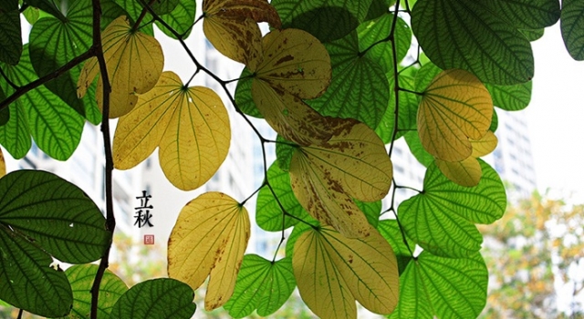 立秋是什么意思 关于描写立秋的好诗句大全