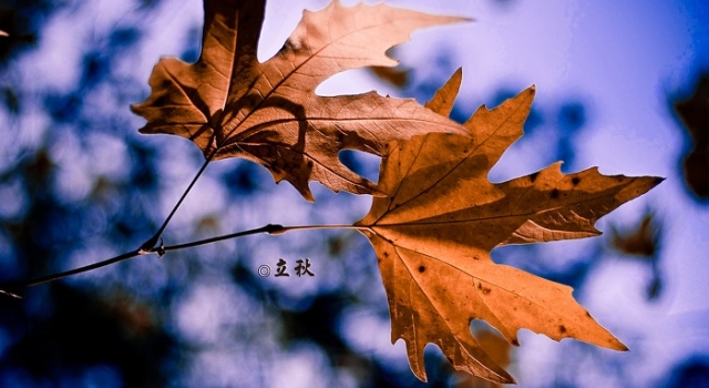 立秋下雨好不好 立秋忙打靛是什么意思？
