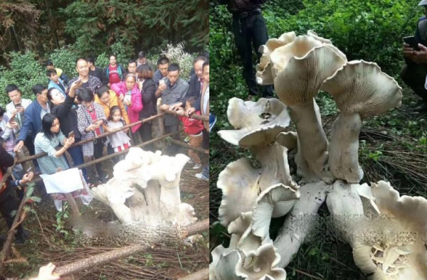 云南野生蘑菇王现身 这么巨大的口蘑你敢吃吗？
