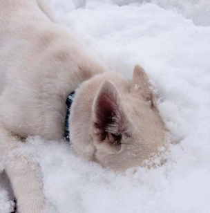南方的猪第一次看见雪 网友：我第一次见到雪也是这样