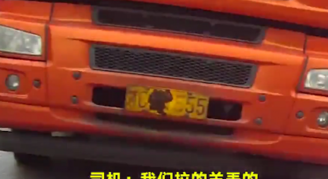 用羊粪挡车牌还甩锅给羊 羊：这锅我不背